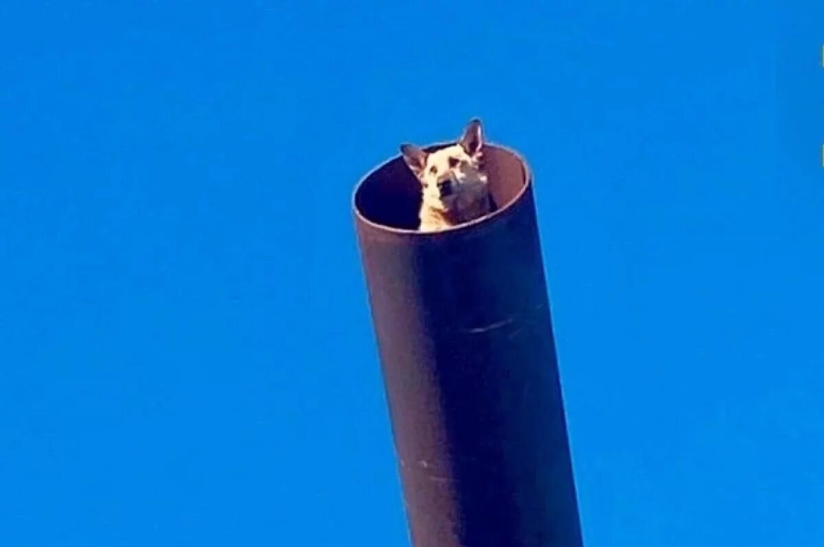    В Нижнем Новгороде спасли пса, который провел в трубе неделю без воды и еды