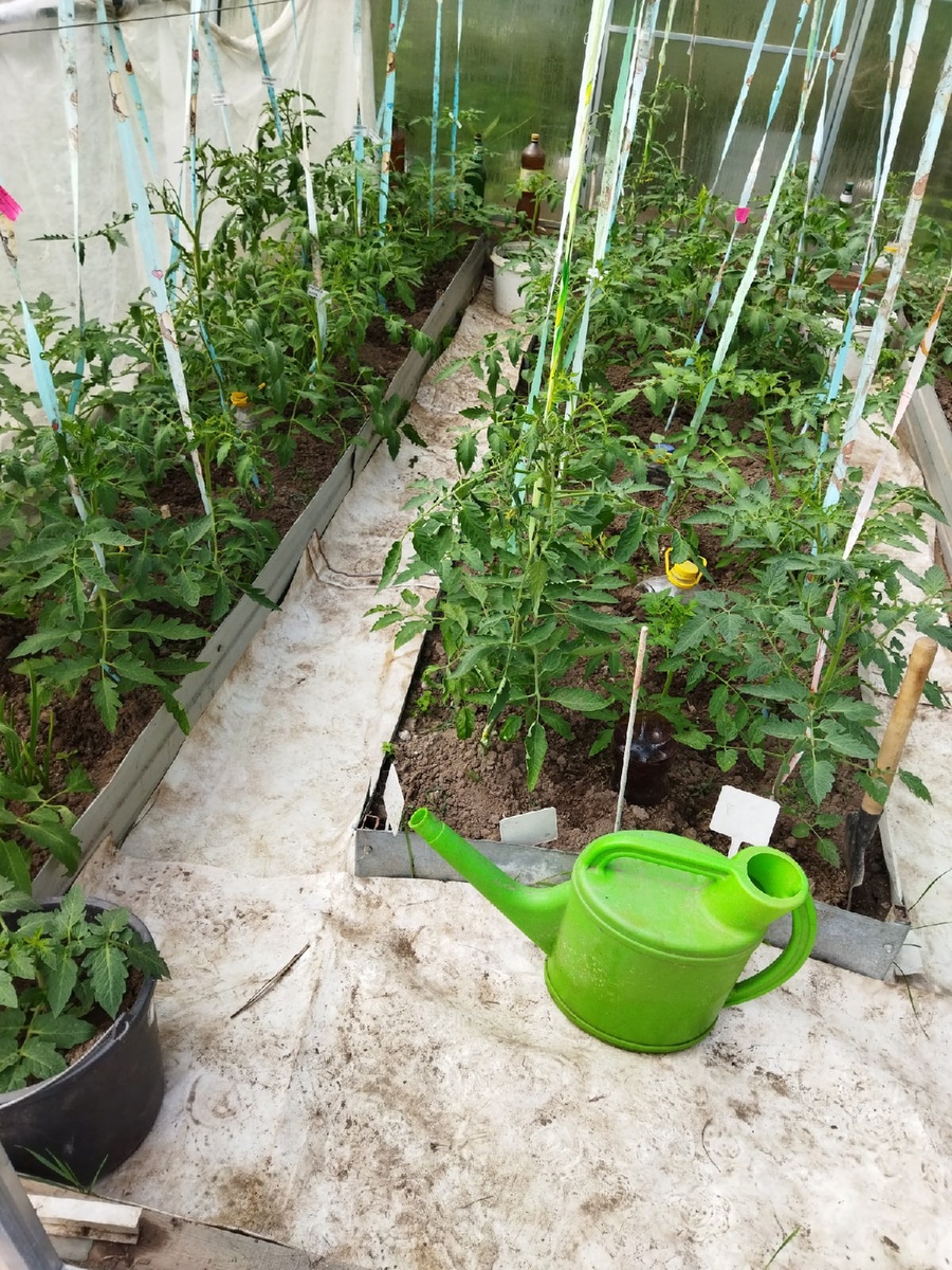 Дата фото 30 мая 2021 год, Три недели после высадки рассады.