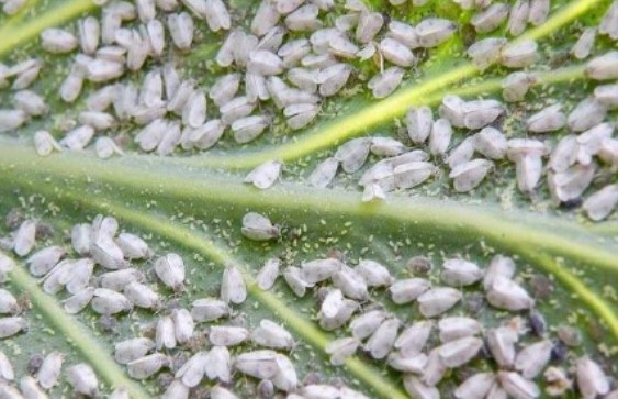 Такие хорошенькие на вид, но такие прожорливые и вредные...