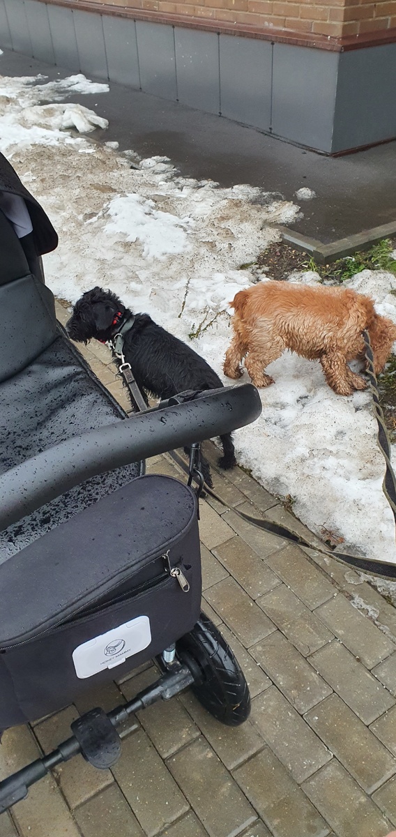 Гуляю с Арсением и Боней