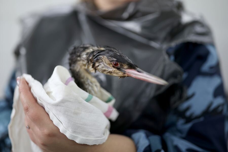     / Источник: © Виталий Тимкив/РИА Новости