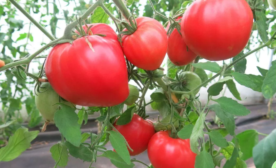 Случайно узнала об этих крупноплодных сочных мясистых томатов и теперь сажаю их шестой год подряд