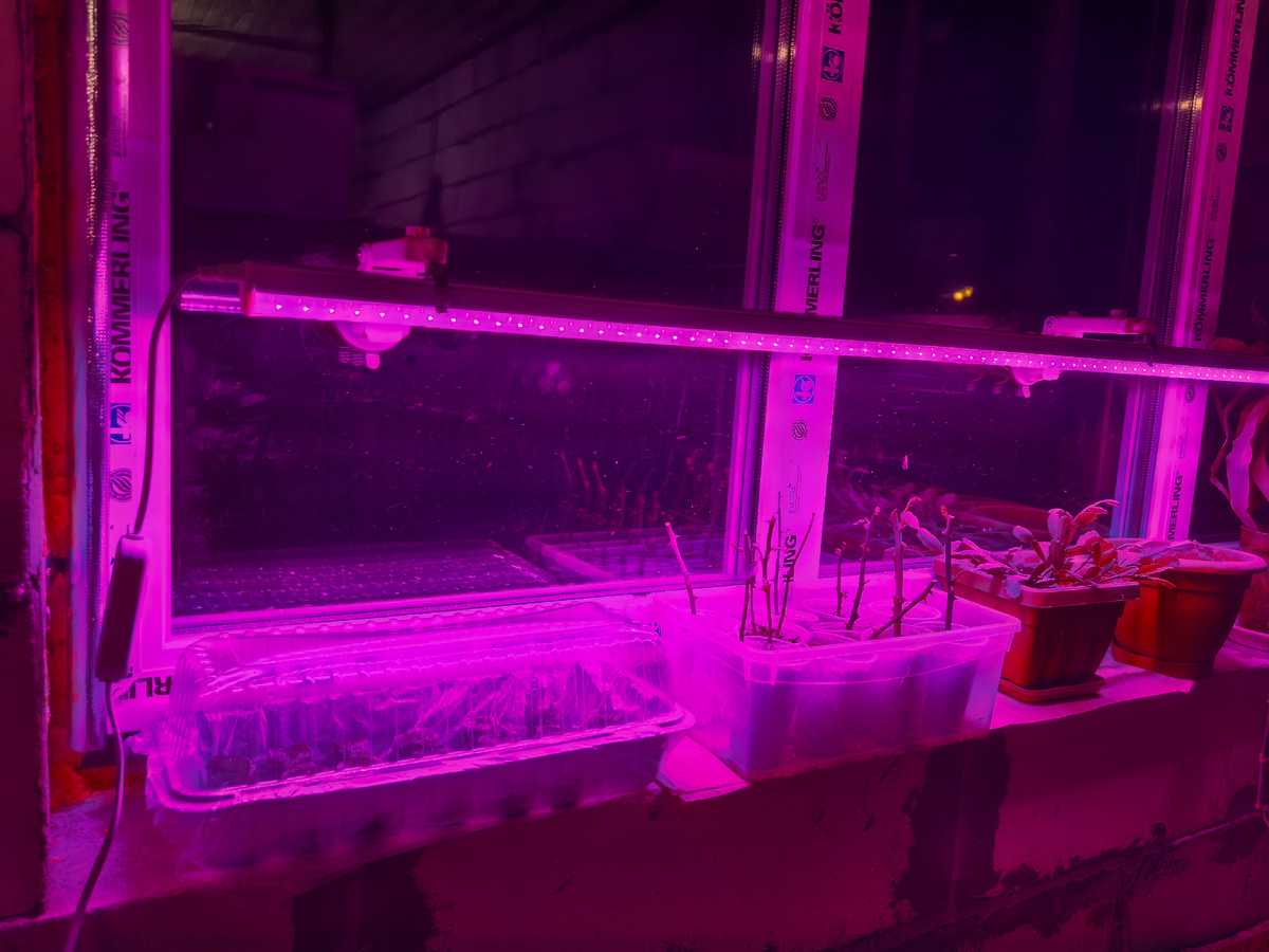 Будущая красота уже под фитолампой