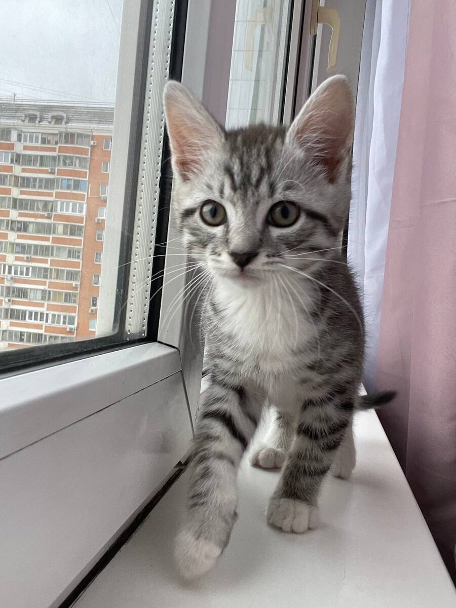 Степка - растрепка 