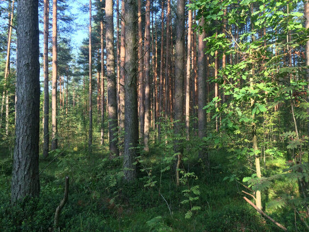 В Ковалёвском лесу близ Южного (Всеволожск)