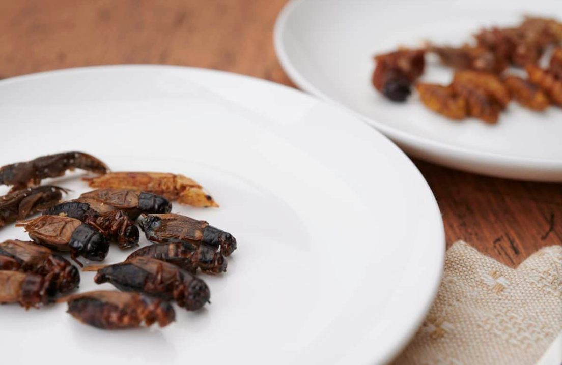 "Едовой" сверчок вблизи, уже жареный в масле