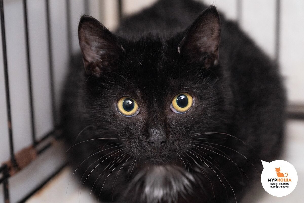 Графита нашли на даче.