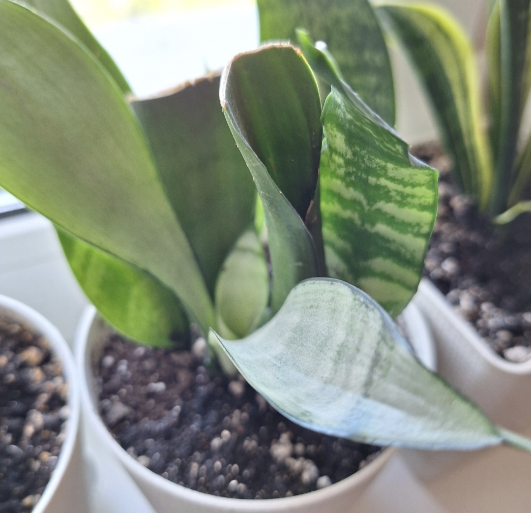 Так выглядит Сансевиерия Муншайн при укорнении частью листа. Цвет деткам не передался, хотя яблоко от Яблоньки далеко не упало. Фото автора.