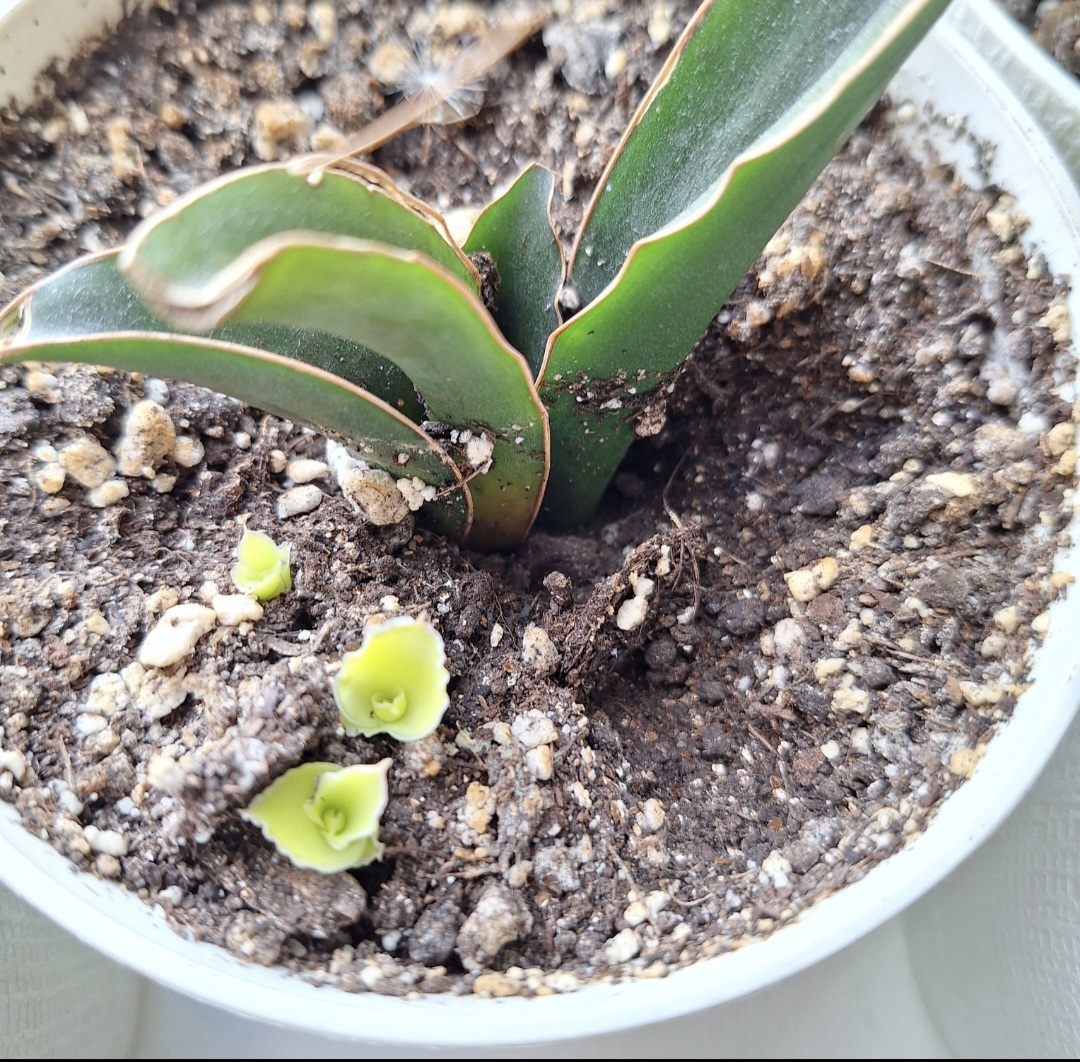 Сансевиерия Стар Канарис дала абсолютно жёлтых деток при укоренении листом, да ещё красивых!  Фото автора.