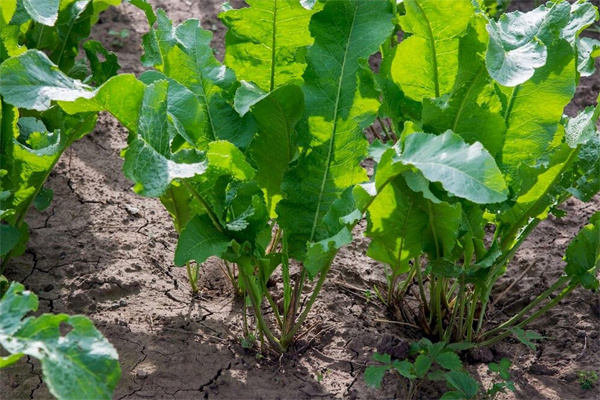 Хрен и всё о нём