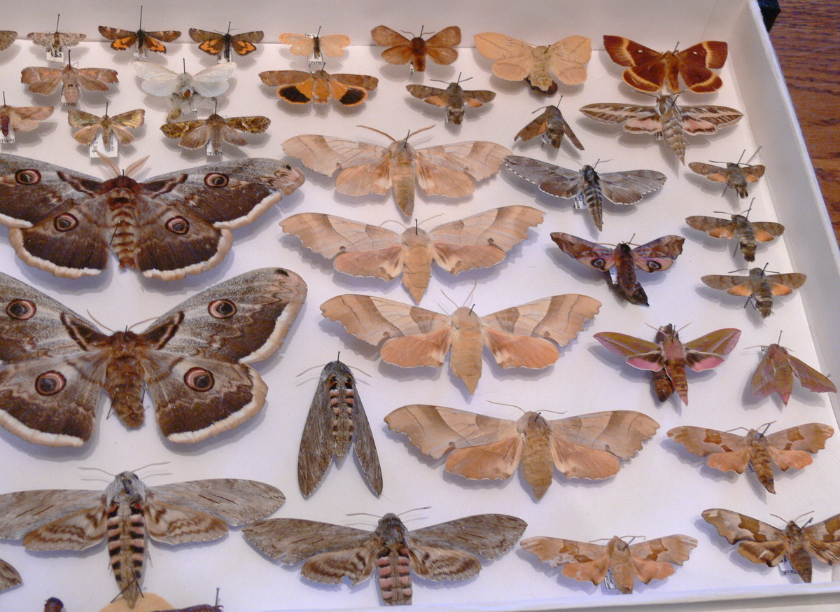 Ночные бабочки в коллекции