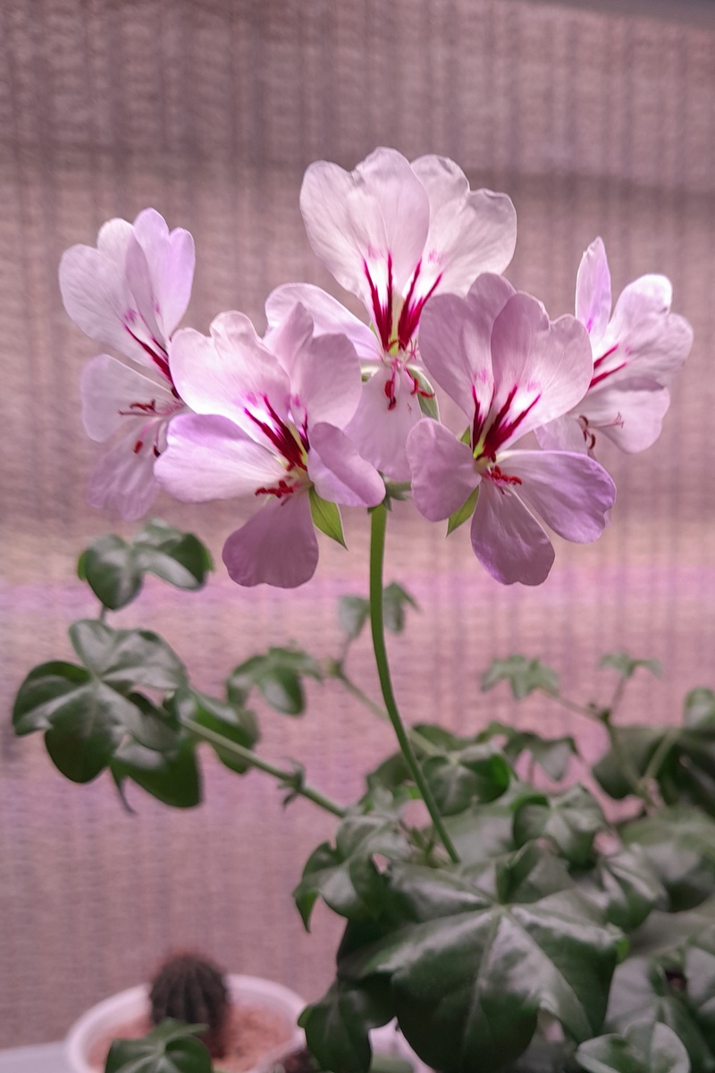 Первое цветение Жаклин