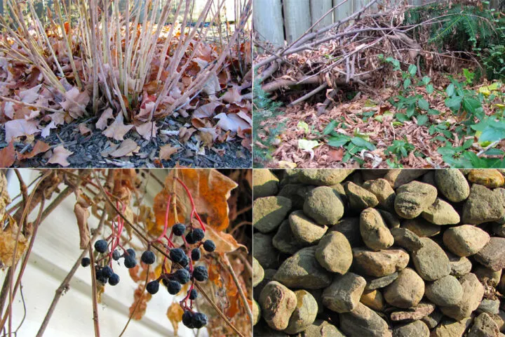 Коллаж мест обитания диких животных на вашем заднем дворе