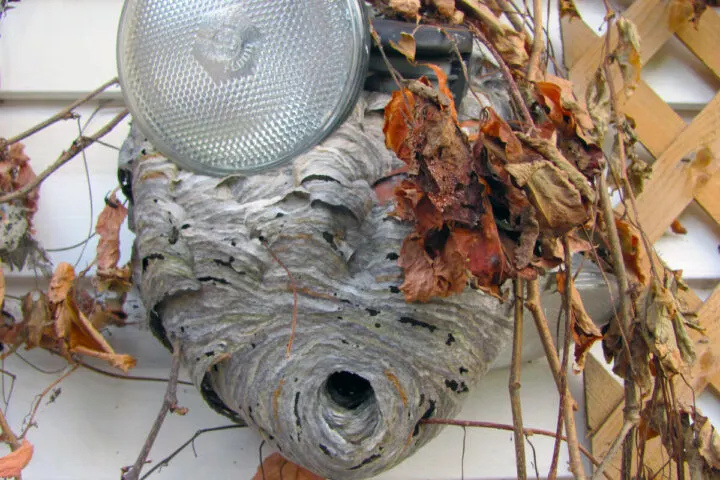 Ныне пустующее осиное гнездо.