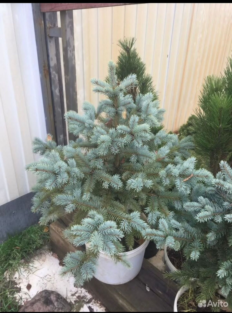 Весенний прирост . Картинка для картинки))