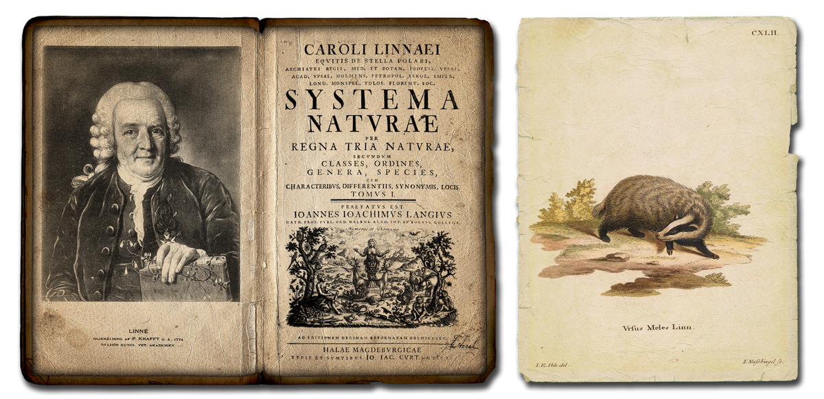 Труд Линнея "Система природы"