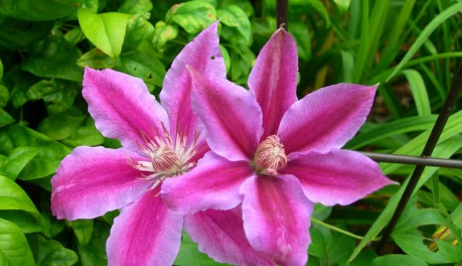 Красивые, хорошо зимующие сорта клематисов