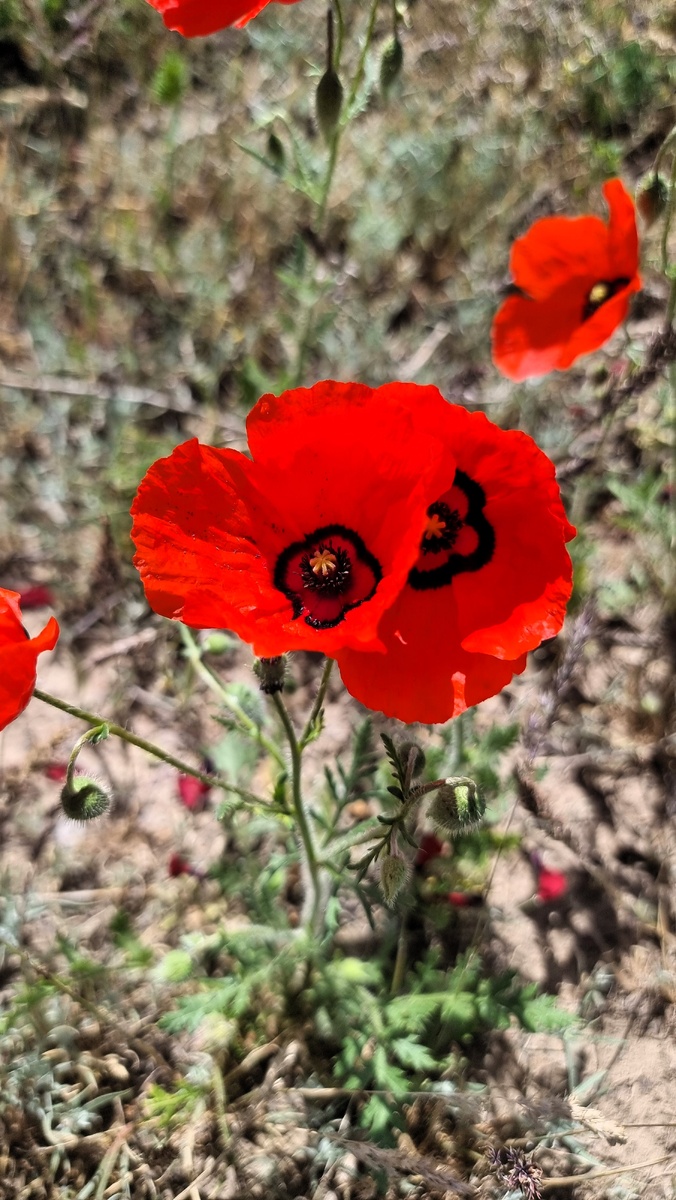 Цветущие маки