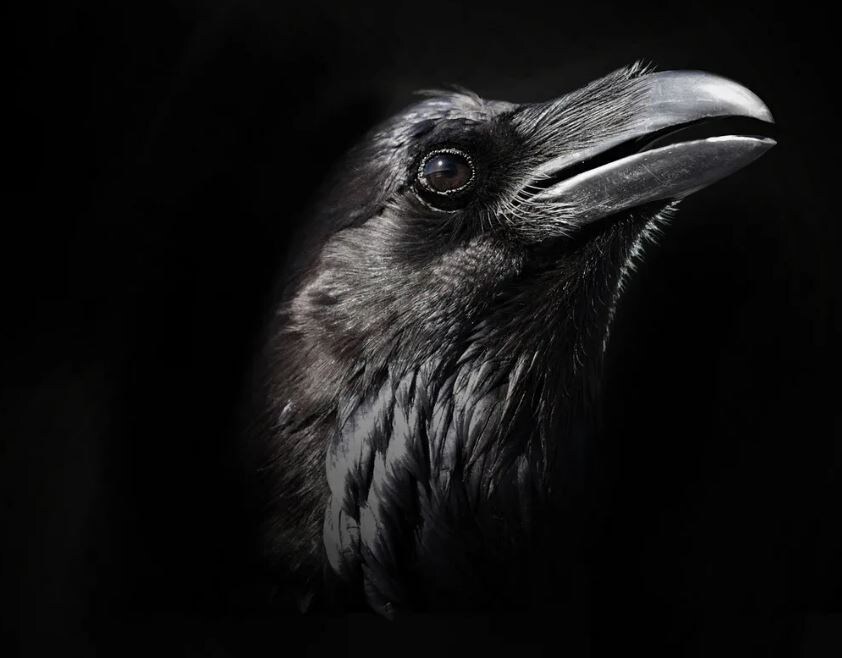 Ну, ворон, и что?))