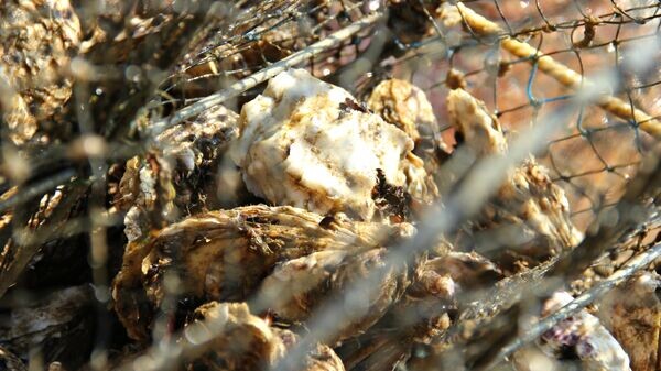    © РИА Новости Крым . Владислав Сергиенко