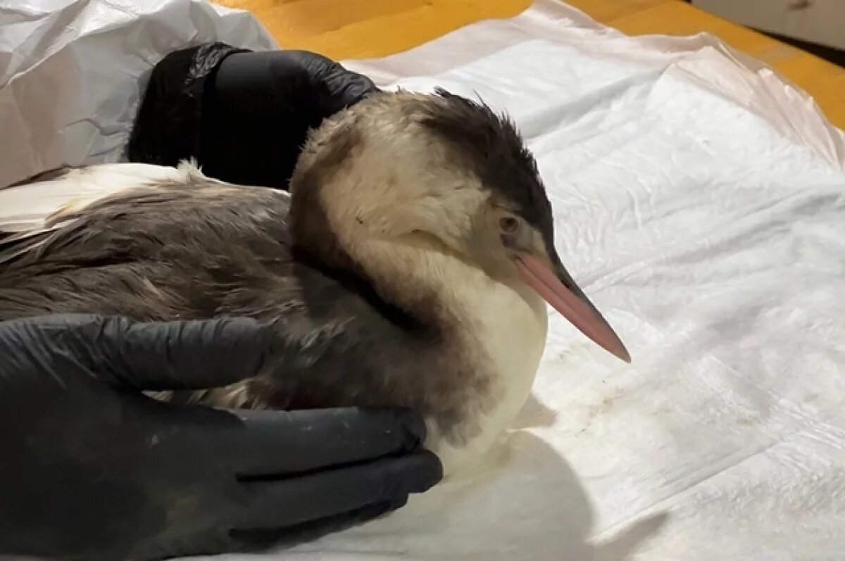    Спасать 500 птиц в день.