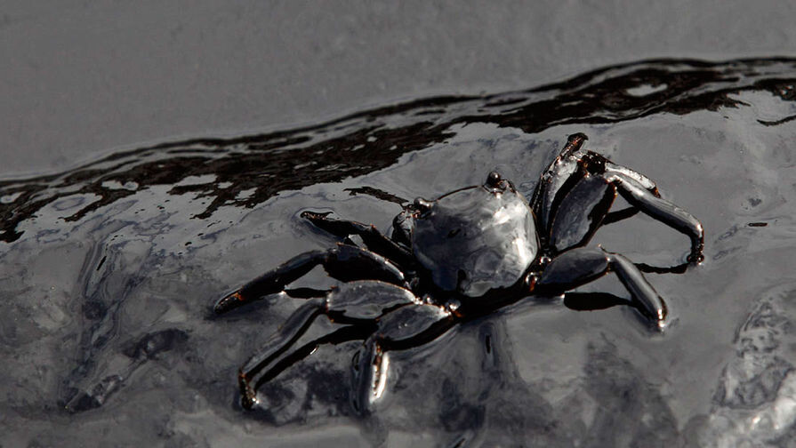 Если нефть разлилась в море, почему она остаётся опасной даже спустя годы? 