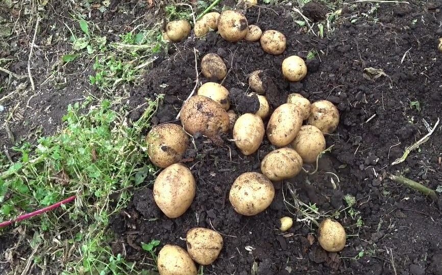 ОПТИМИЗАЦИЯ ВЫБОРА СОРТОВ КАРТОФЕЛЯ ДЛЯ ДОЛГОСРОЧНОГО ХРАНЕНИЯ