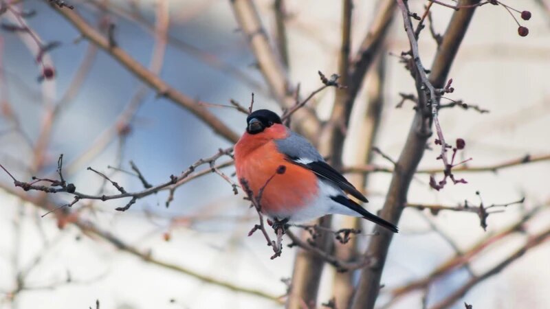     Снегири. Марина Селезнёва, vk.com/ostanovka_mgnovenia