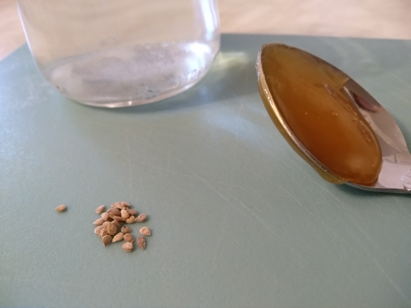 Всё готово к замаичванию семян томатов с помощью мёда