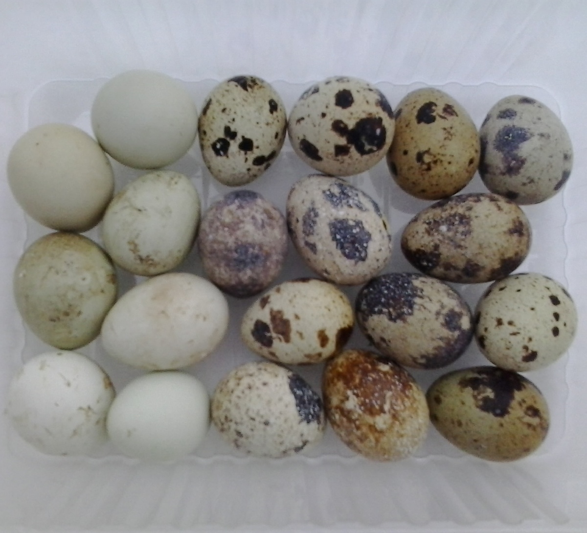 Бывает вот такое яйцо.