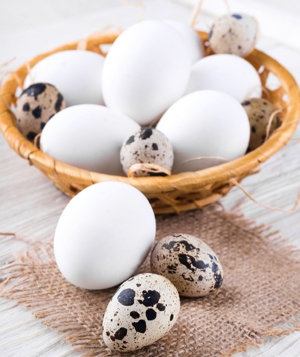 Куриные и перепелиные. Для сравнения.