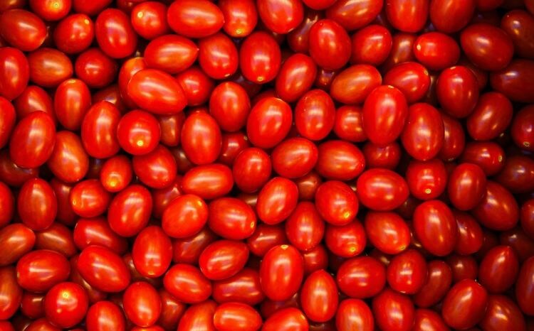    В теплицах Московской области собрали 42,8 тысячи тонн томатов по итогам 2024 года