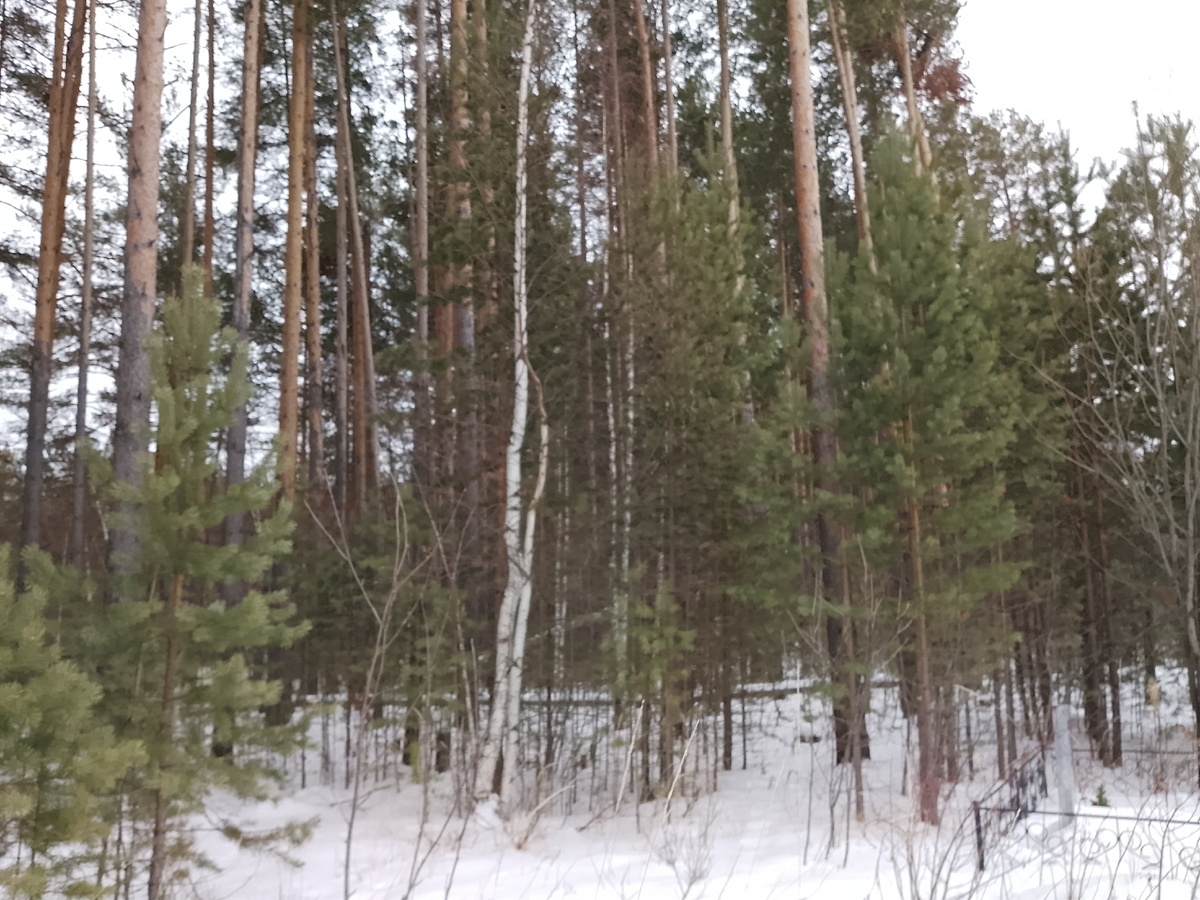 Утро 11 января