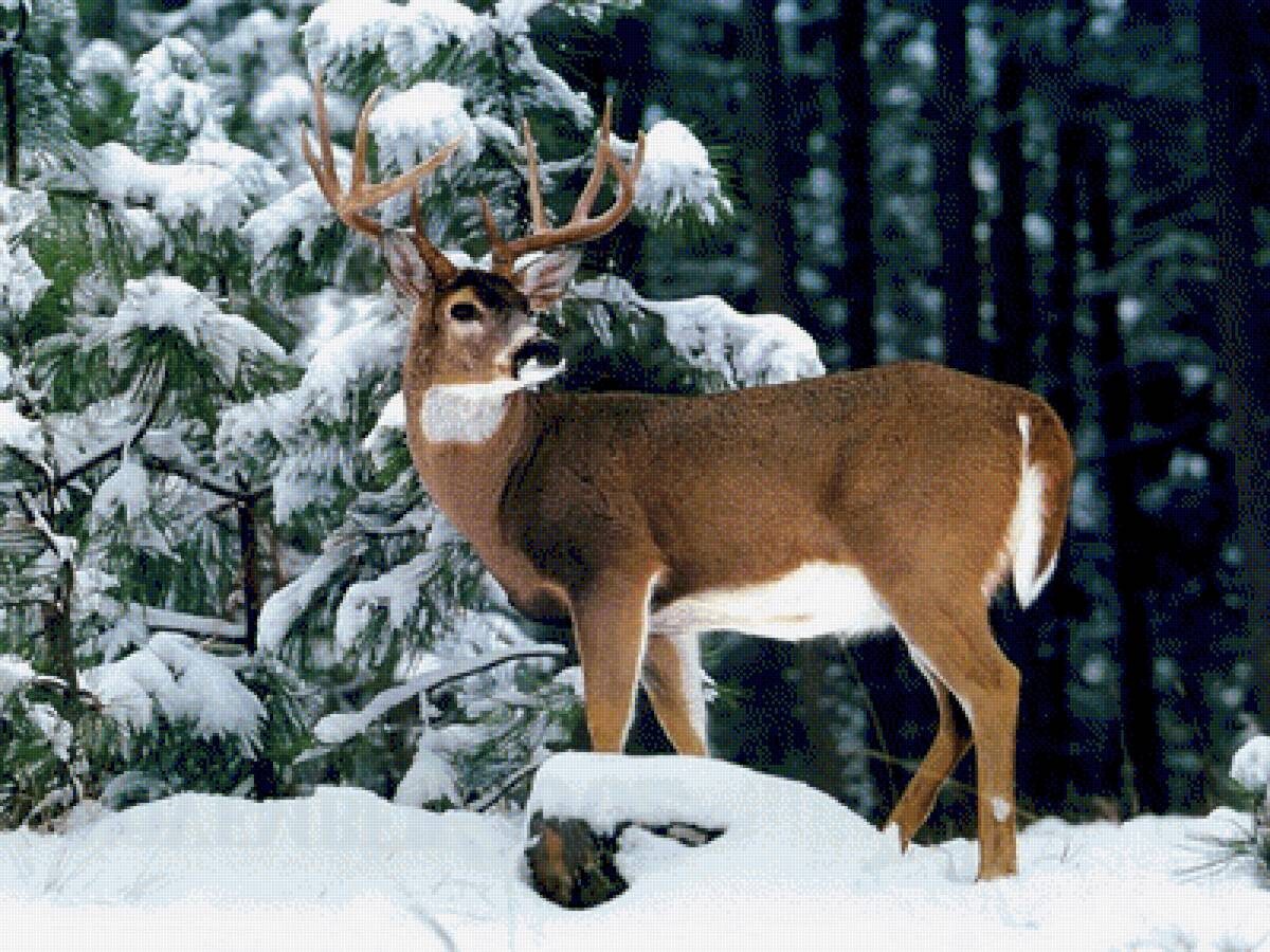 Фото взято из интернета.