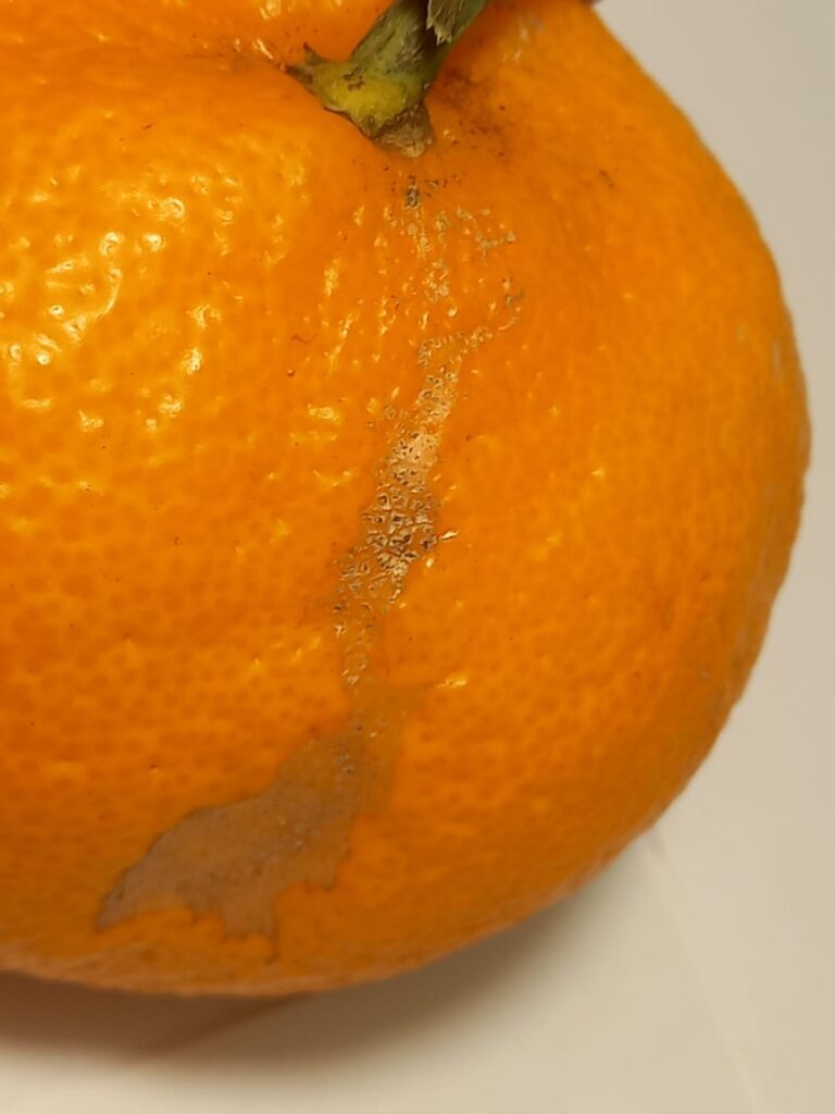    Щитовки на мандарине