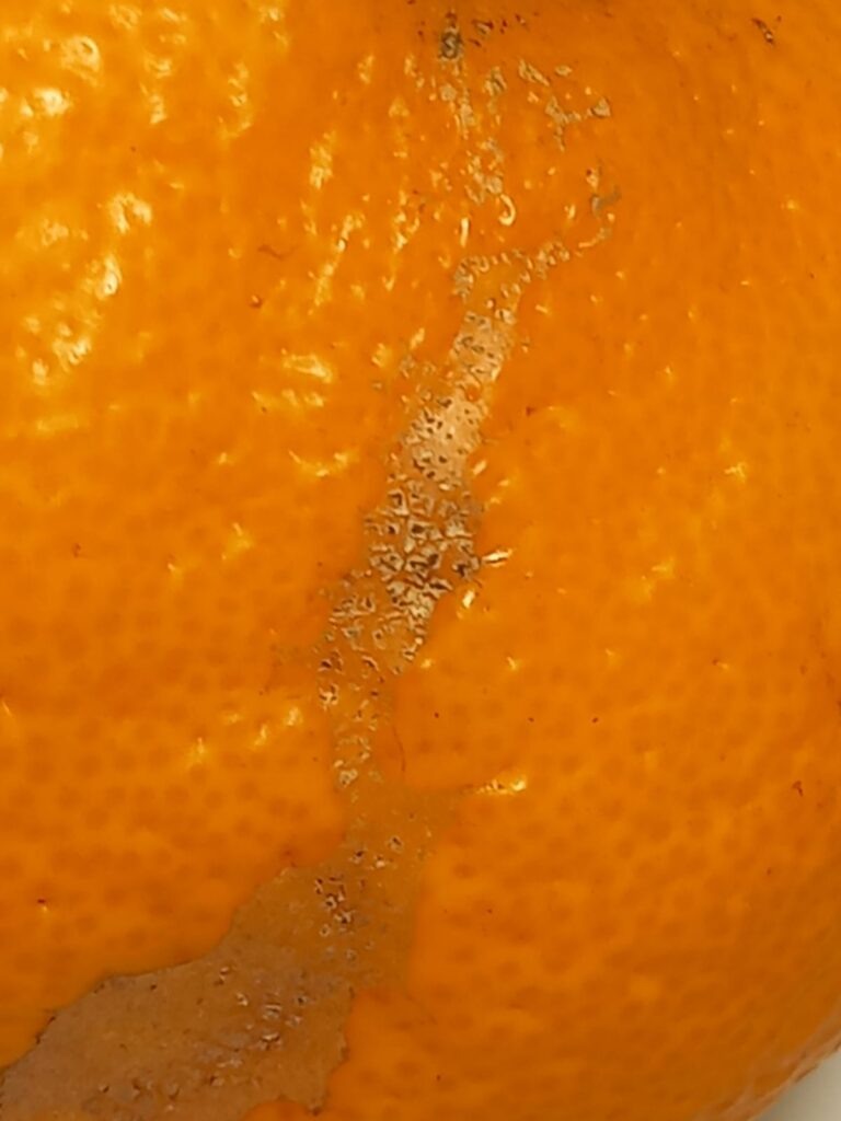    Щитовки на мандарине