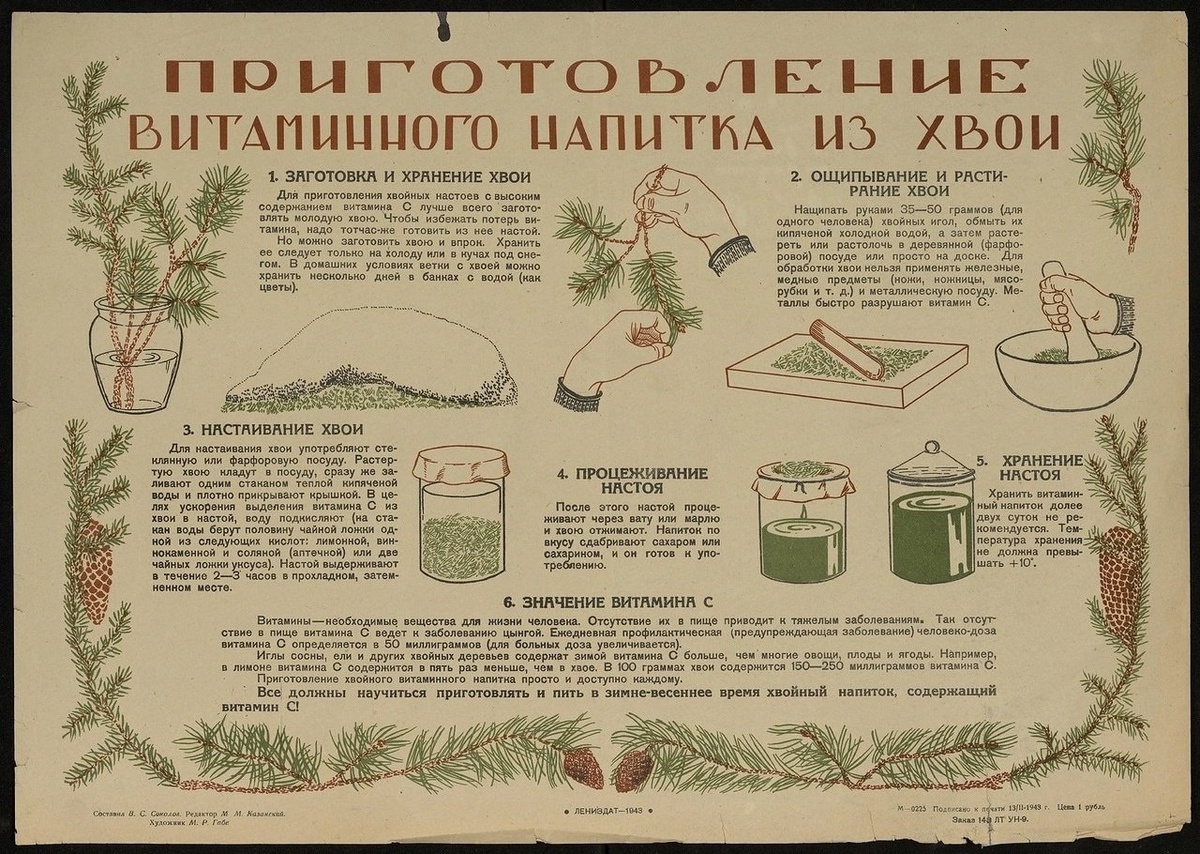 Хвойный напиток