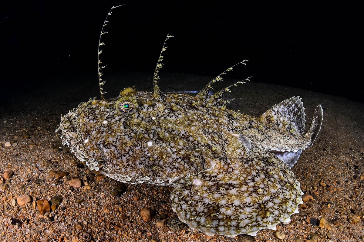 Морской черт (Lophius piscatorius)