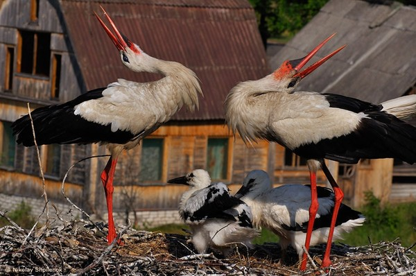 яндекс картинки
