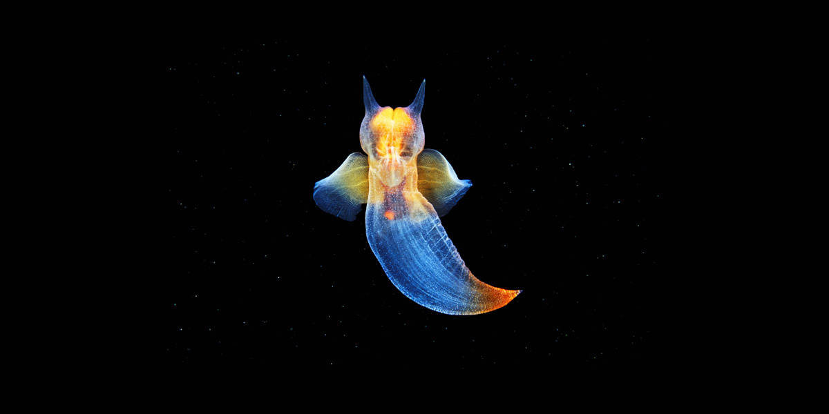 Морской ангел (Clione limacina)