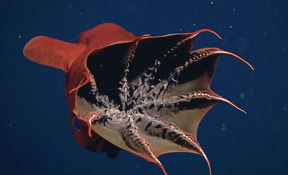 Моллюск-вампир (Vampyroteuthis infernalis)
