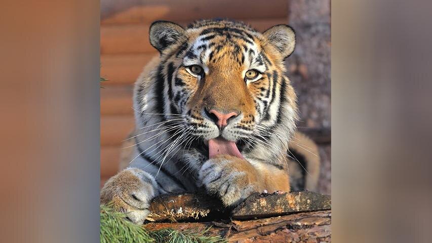    Фото: пресс-служба Ленинградского зоопарка