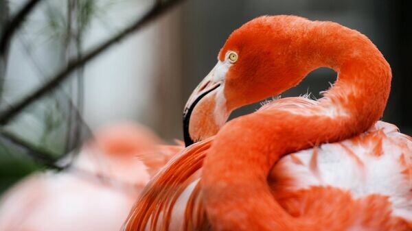    © РИА Новости . Владимир Астапкович