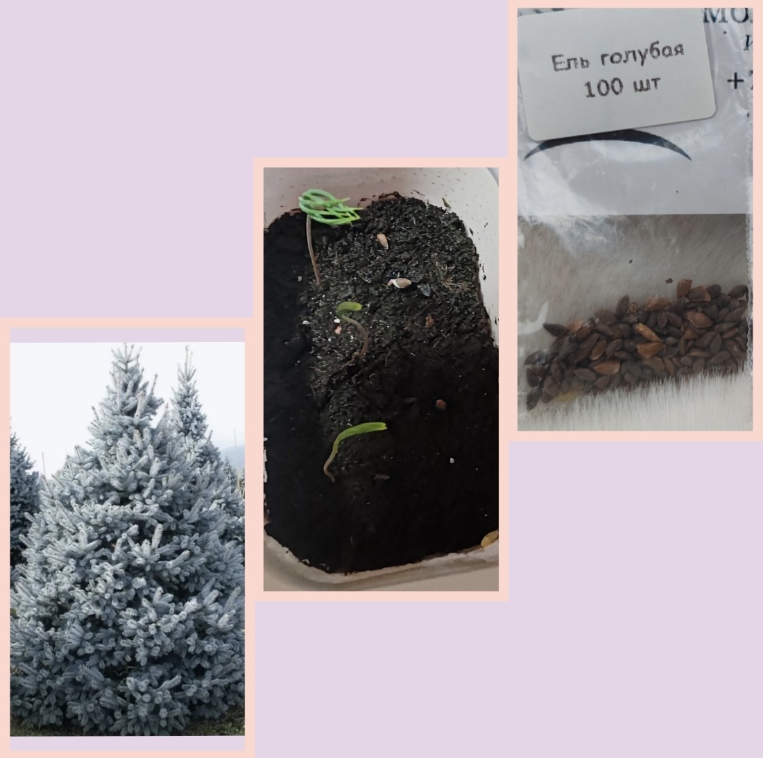 Семена голубой ели