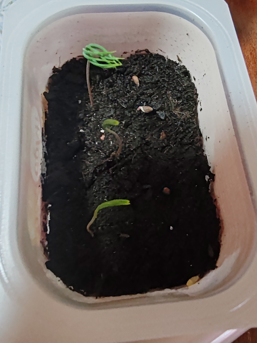 Первые взошедшие семена