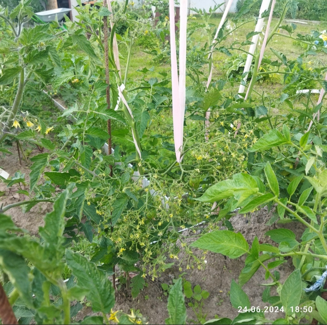 Это его мультифлорная кисть