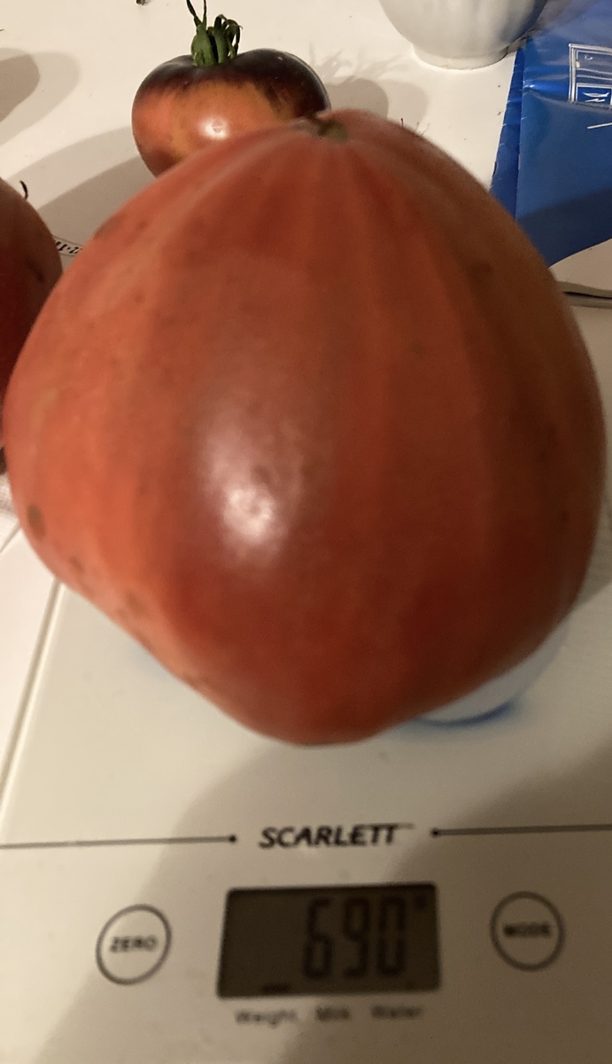 Какое лето-такое фото, прошу прощения. Предположительно сорт Тундра, записи не сохранились