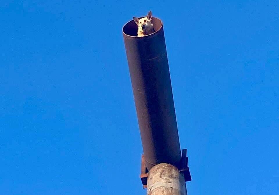    Из заточения собаку спас Александр Плеснев, который залез внутрь трубы с одной стороны и толкал малыша к выходу