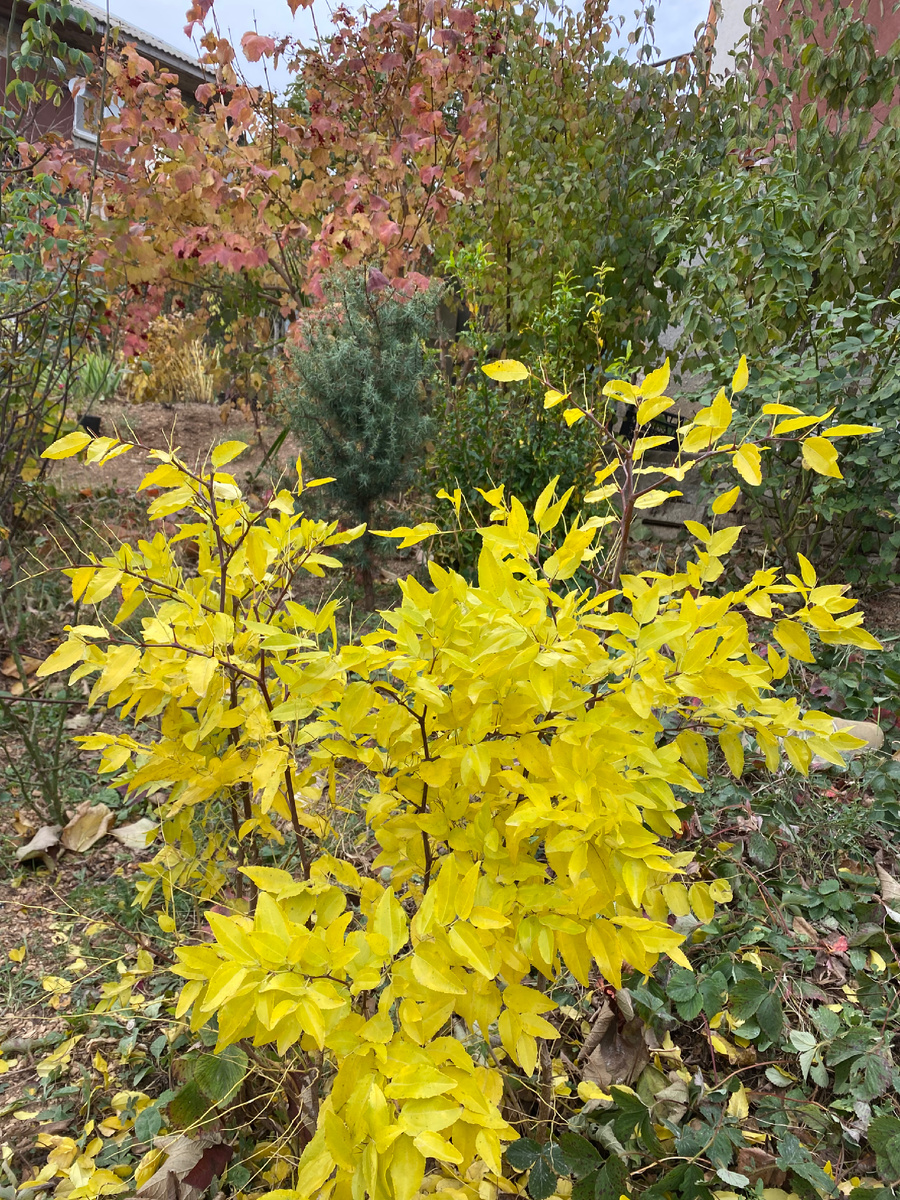 Зизифус желтый, калина красная. Осень