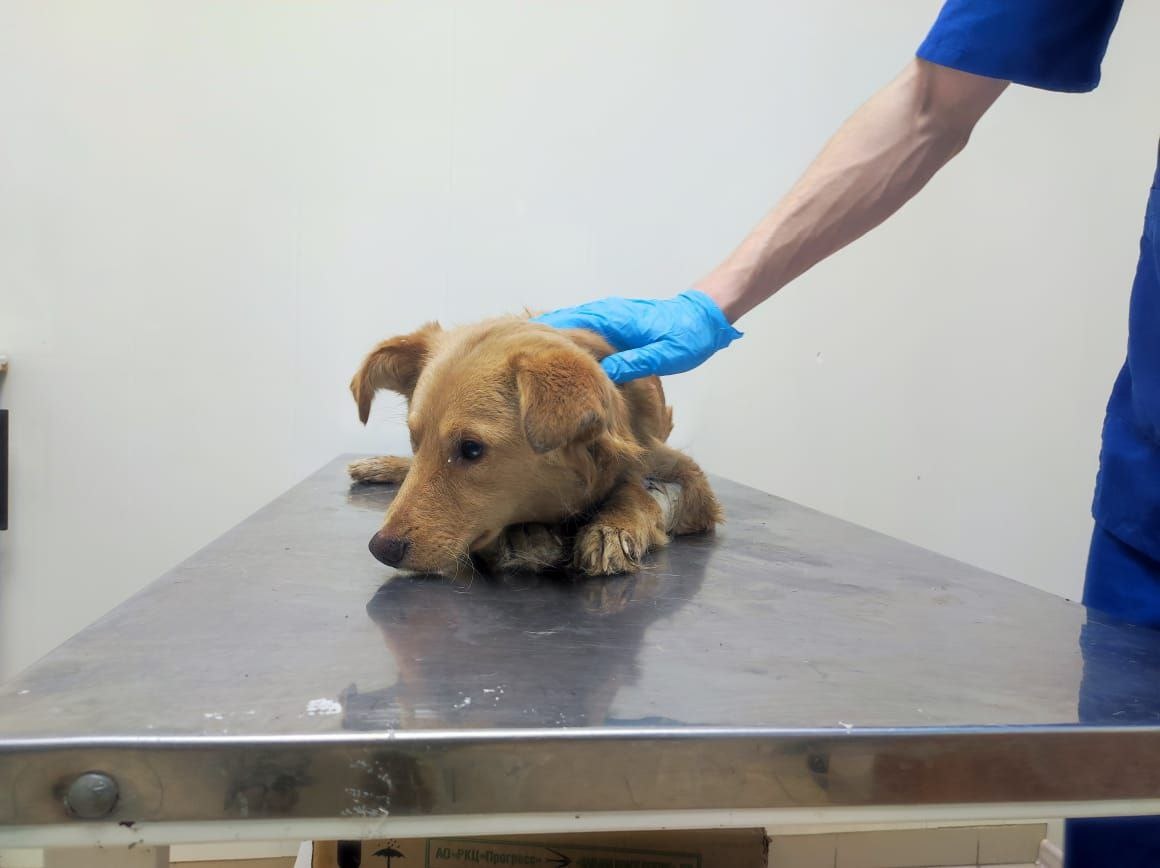 Операция была проведена успешно, но парвовирусный энтерит не оставил шансов...